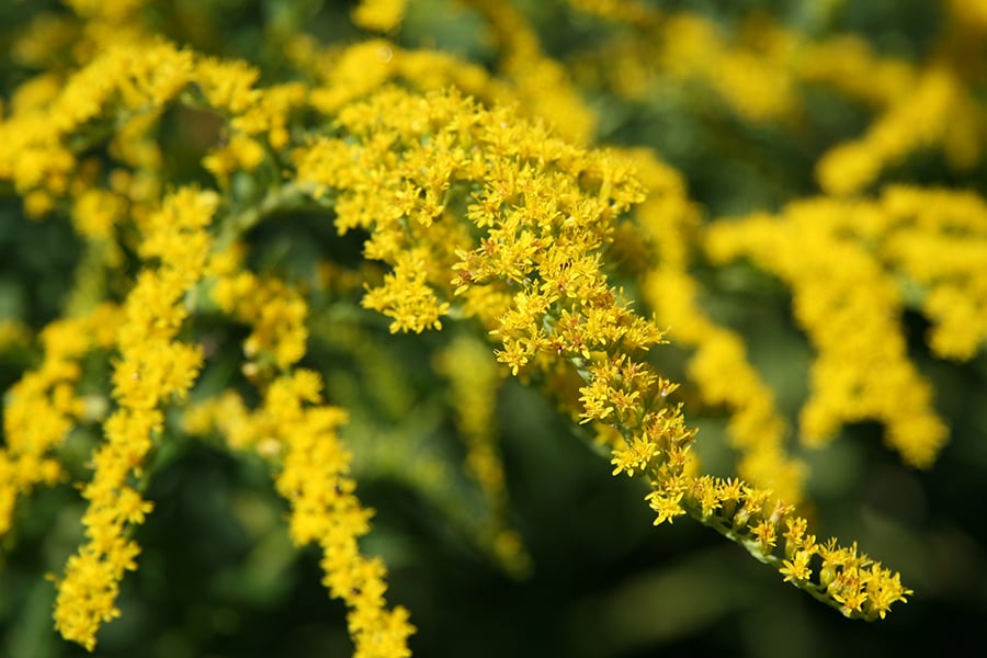 Native Plant Sale